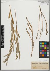 Foto von Salix purpurea L.